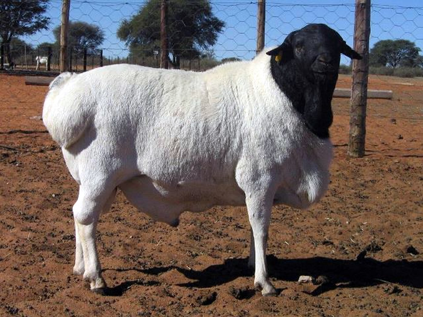 black head dorper sheep 2