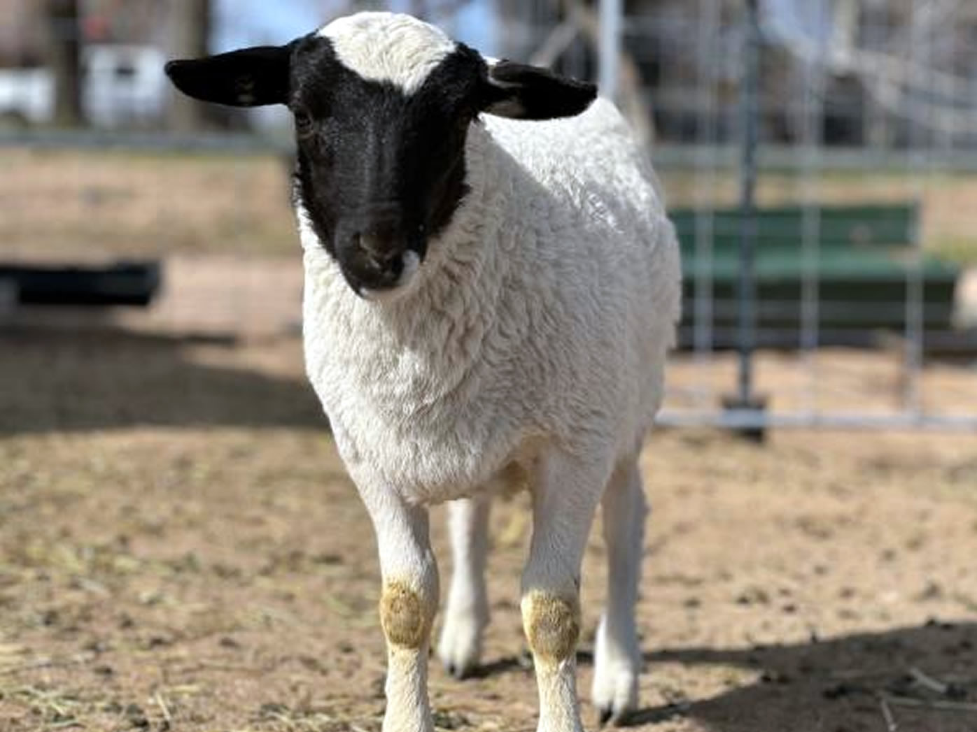 black head dorper sheep 3