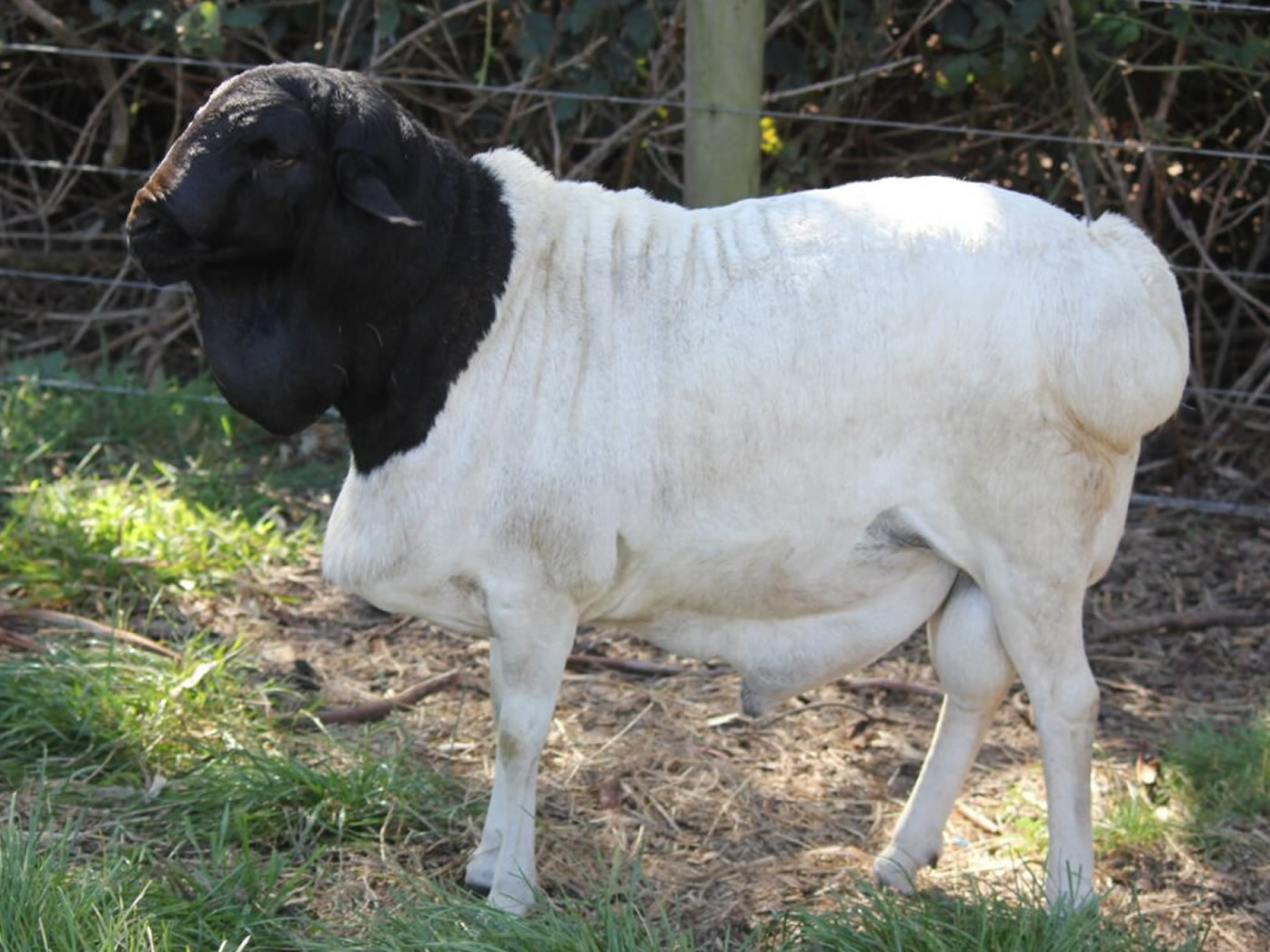 black head dorper sheep
