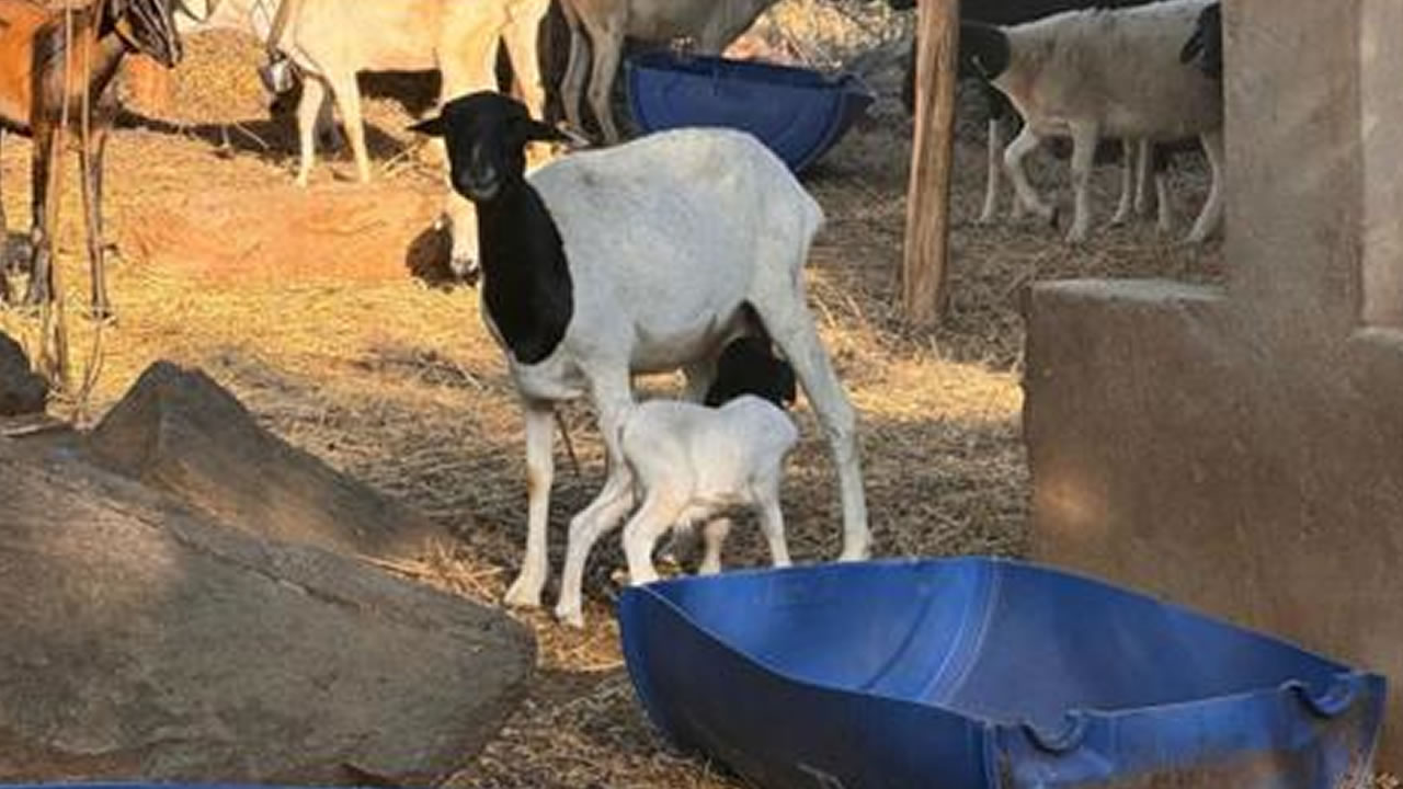 blackhead Dorper lamb + mother
