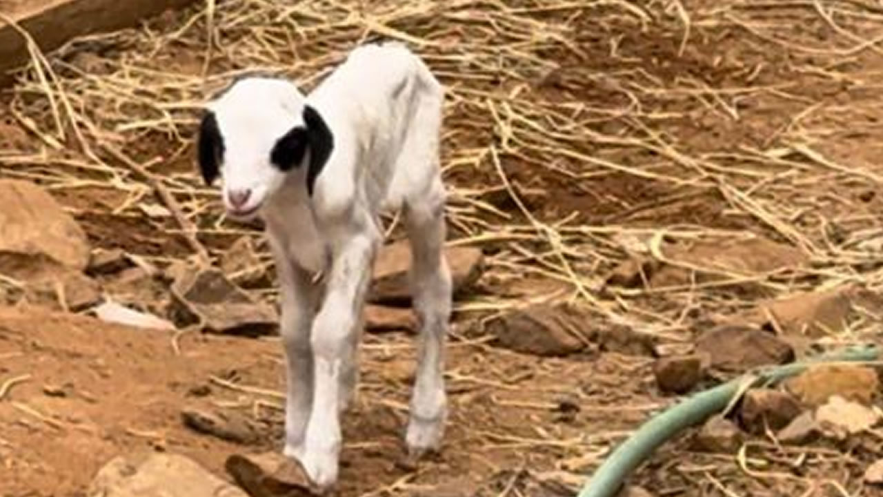 blackhead Dorper lamb