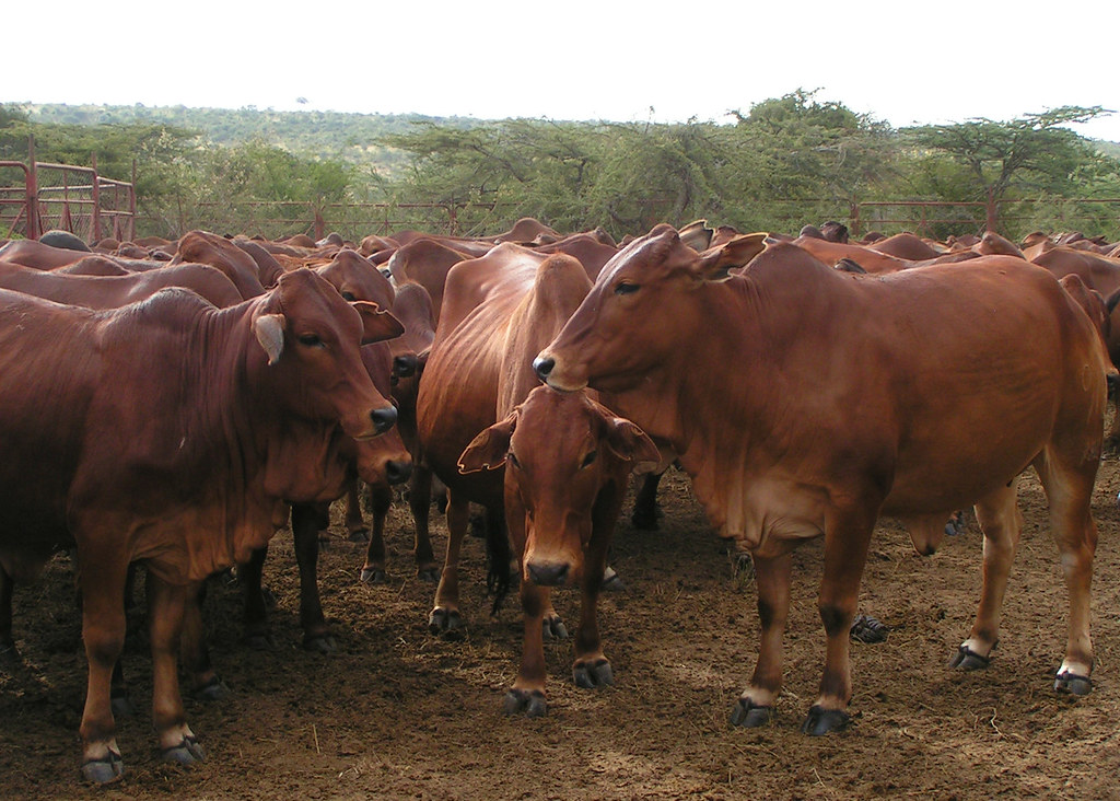red steers kenya 2