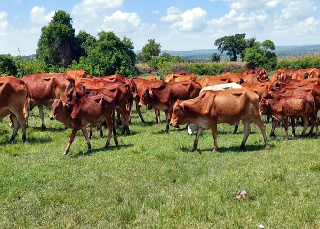 red steers kenya 3