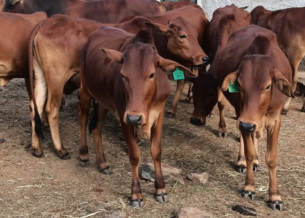 red steers kenya 4