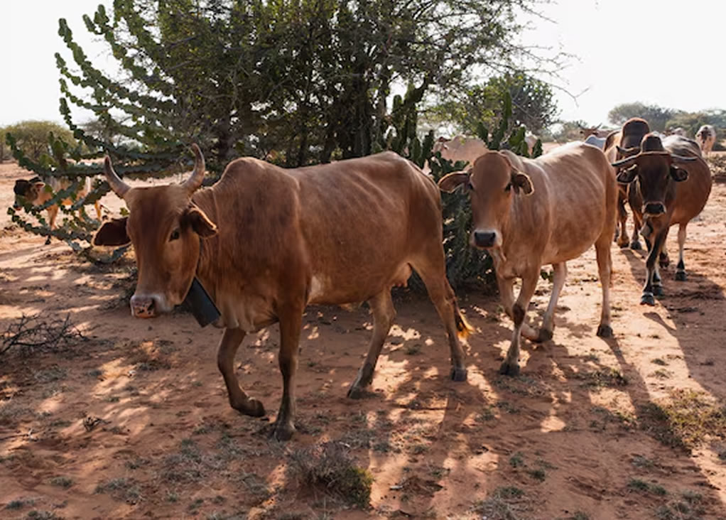 red steers kenya 5