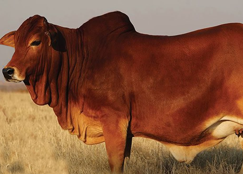red steers kenya 7