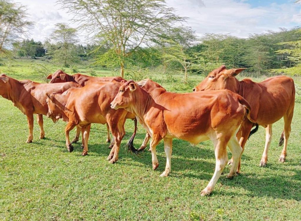 red steers kenya