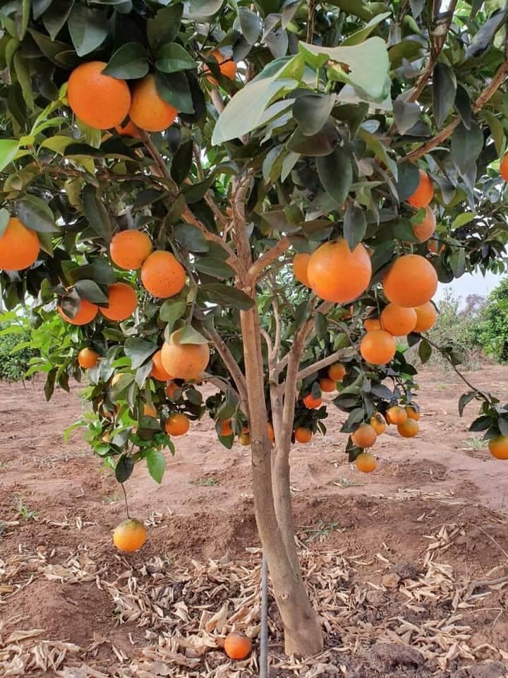 117308484_748860615911752_8371891213150605294_n