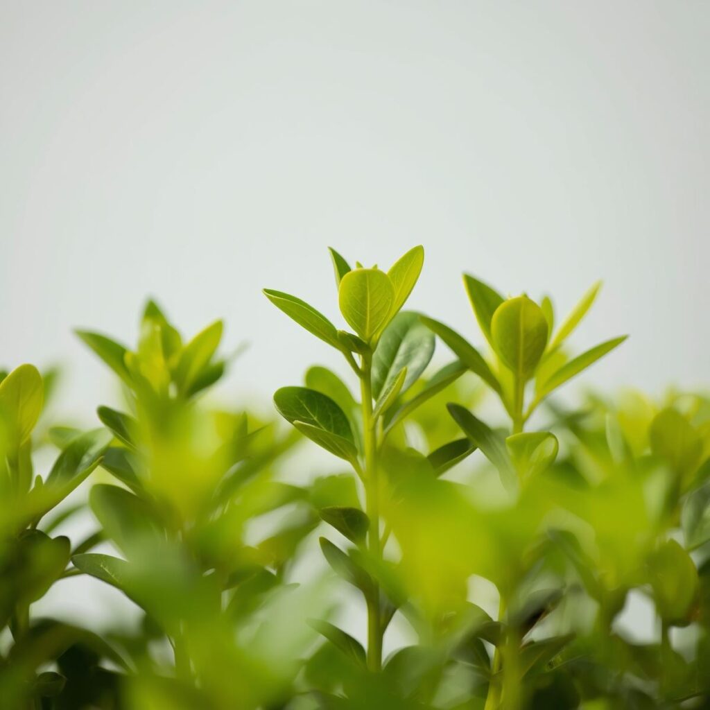 Lemon tree Seedlings (1)
