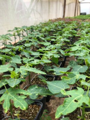 Papaya (Pawpaw) Seedlings