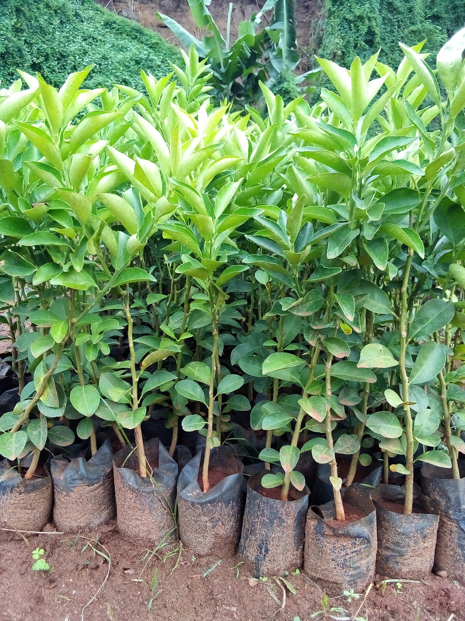 Pixie Orange Seedlings