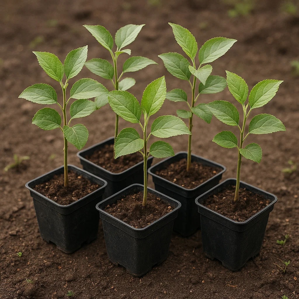 WhatsApp Image 2025-10-06 at 5.29.50 PM